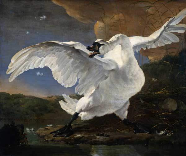 The Threatened Swan - Jan Asselijn - Ulusal Sanat Galerisi’nin satın aldığı ilk eser - Hollanda ulusal direnişinin sembolü olarak kabul edilen bir tablo.