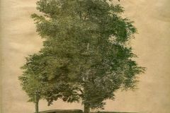 linden-tree-on-a-bastion-1494