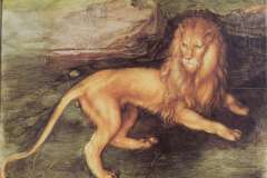 lion-1494