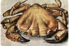lobster-1495-1
