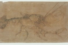 lobster-1495
