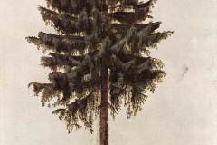 pine-1497