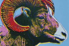 bighorn-ram-endangered-species-1983