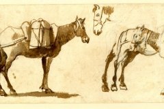 drawing-of-mules-including-one-full-length