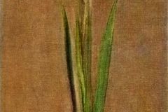 gladiolus-1