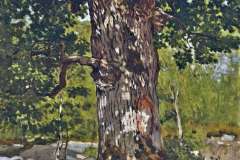 the-bodmer-oak