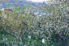 vetheuil-flowering-plum-trees