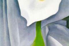 calla-lily-on-grey