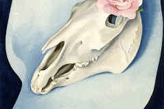 horse-s-skull-with-pink-rose
