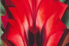 inside-red-canna