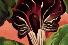 jack-in-the-pulpit-ii