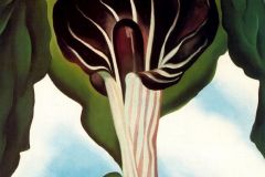 jack-in-the-pulpit-iii
