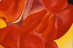 red-canna-3