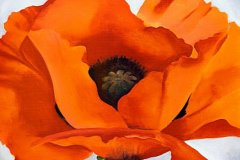 red-poppy