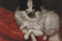 sitting-on-cushions-dog-1855
