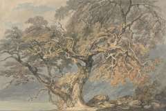 a-great-tree-c-1796