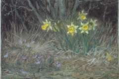 narcissi-and-violets