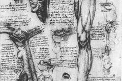 anatomical-studies-larynx-and-leg-1510