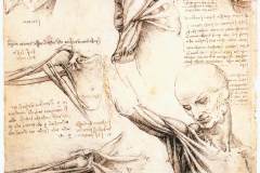 anatomical-studies-of-the-shoulder