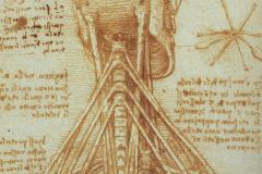 anatomy-of-the-neck-1515