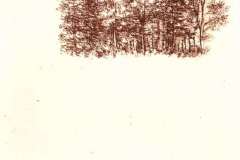 birch-copse