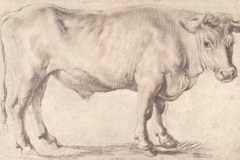 bull