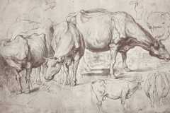 cows