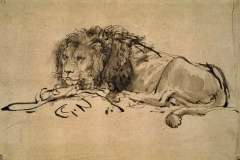 lion-resting-1652
