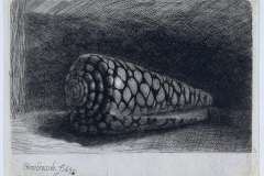 the-shell-conus-marmoreus-1650-1