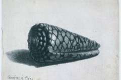 the-shell-conus-marmoreus-1650