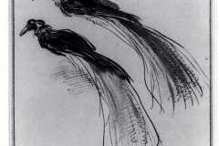 two-studies-of-a-bird-of-paradise-1630