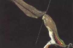 ocell-peix-1928