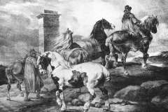 horses