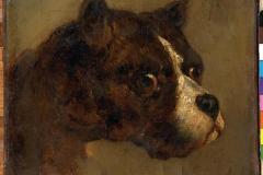 the-head-of-bulldog