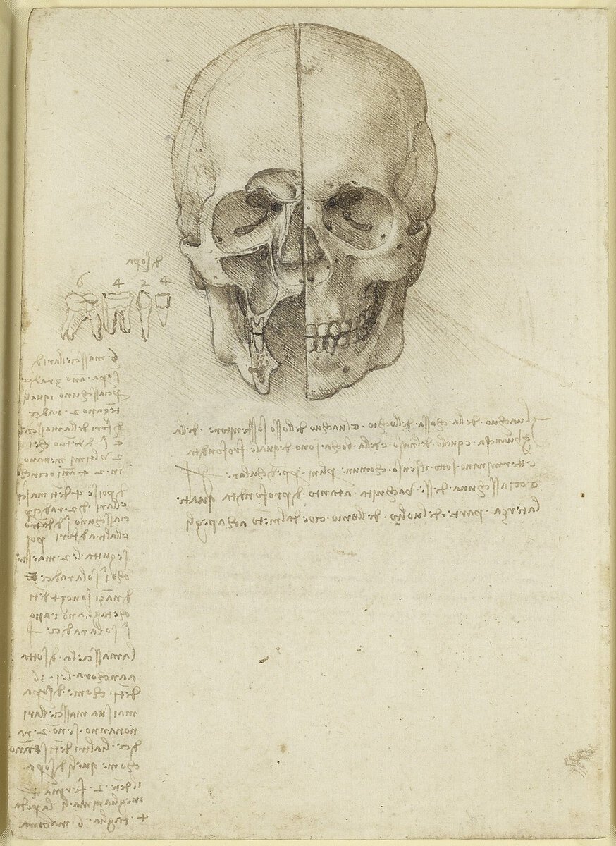 Anatomi çizimleri, Leonardo da Vinci