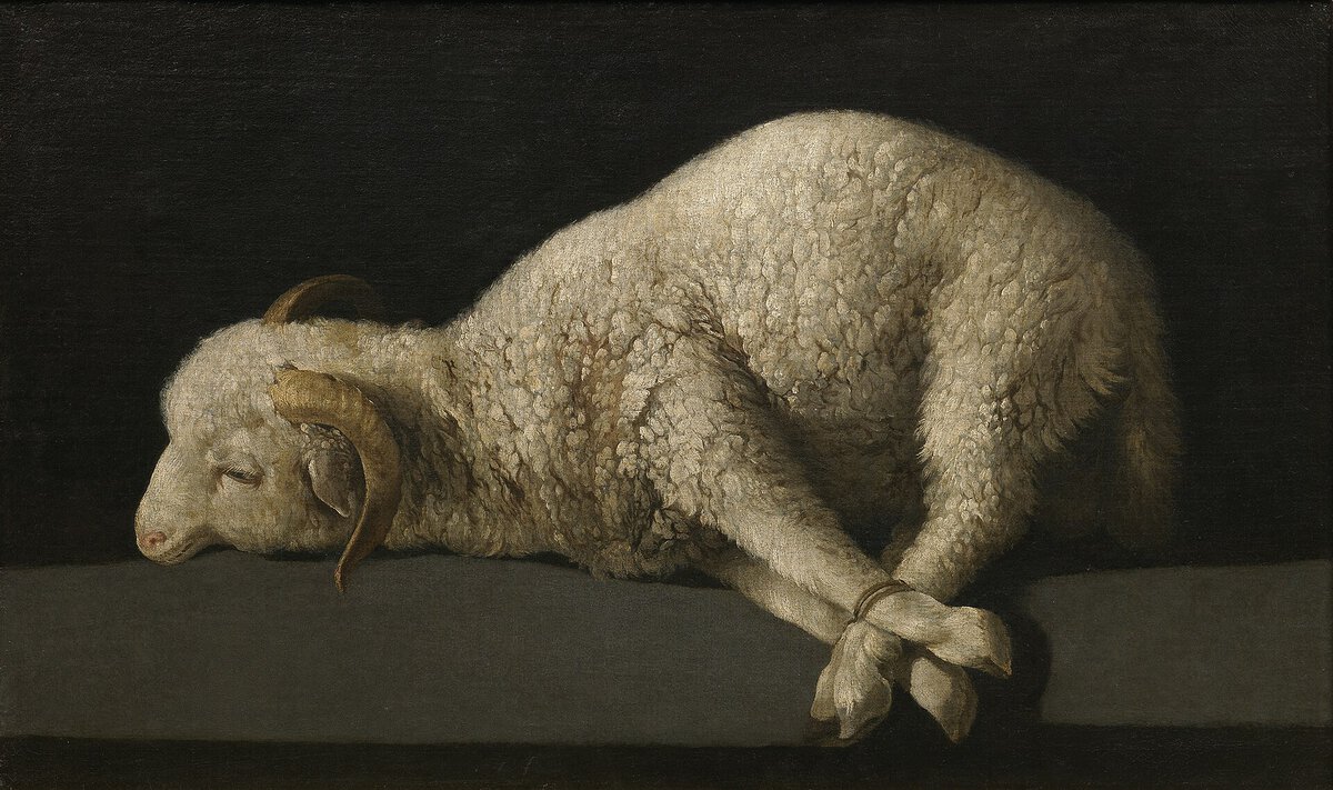 Agnus Dei, bağlı kuzu tablosu, Francisco de Zurbaran, 1635-1640